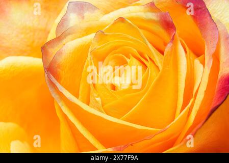Eine leuchtende gelbe Rose mit roten Blüten wird in detaillierter Nahaufnahme aufgenommen. Stockfoto