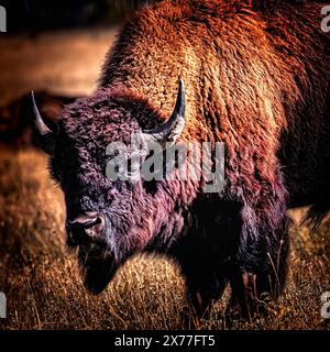 Buffalo (Bison) in der Nähe des Grand Teton National Park, Wyoming. Stockfoto