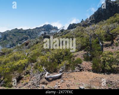 Blick auf grüne Berge, bedeckt mit Heidekraut, Blumen und weißen trockenen Bäumen in nebeligen Wolken. Wanderweg PR1.2 von Achada do Teixeira nach Pico Ruivo, Stockfoto