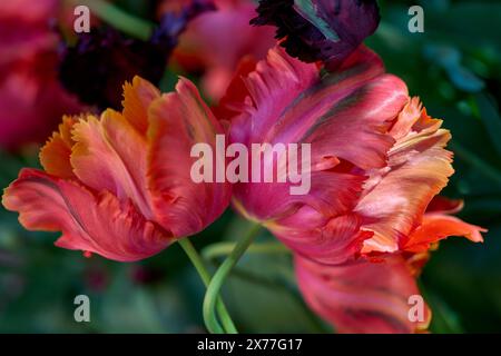 Rot verblichende, schicke Tulpenblüte aus nächster Nähe Stockfoto