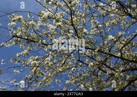 Parc des Lilas, Vitry sur seine, Frankreich Stockfoto