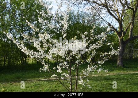 Parc des Lilas, Vitry sur seine, Frankreich Stockfoto