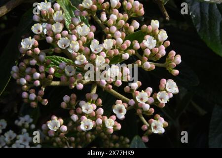 Parc des Lilas, Vitry sur seine, Frankreich Stockfoto