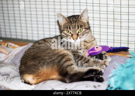 Als Felidae Fleischfresser liegt die Katze bequem auf einer Decke neben einem lila Spielzeug. Seine Schnurrhaare zucken, während sie ihre Pfoten auf den Haustiervorrat stellen Stockfoto