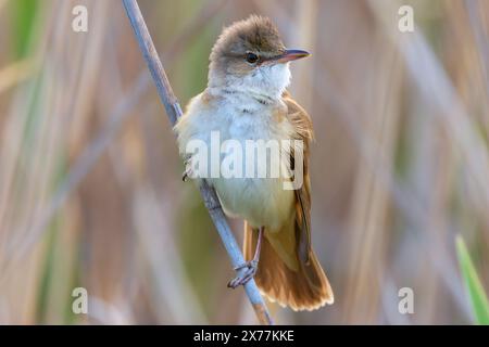 Großer Schilfkeuscher auf Schilfzweig, männlich in der Brutsaison (Acrocephalus arundinaceus) Stockfoto