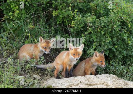 Rotfuchskuchen stehen zusammen in der Nähe der Höhle (Vulpes vulpes) Stockfoto