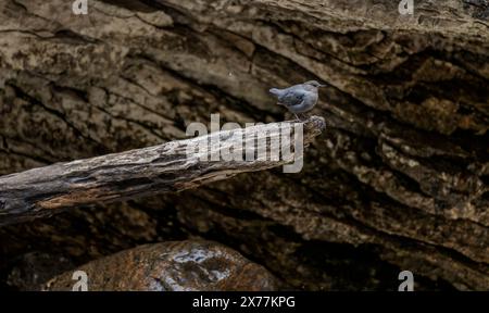 Ein amerikanischer Dipper (Cinclus mexicanus) auf einem Baumstamm im Crazy Woman Creek Canyon in den Bighorn Mountains in Wyoming. Stockfoto