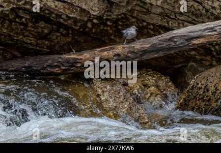 Ein amerikanischer Dipper (Cinclus mexicanus) auf einem Baumstamm im Crazy Woman Creek Canyon in den Bighorn Mountains in Wyoming. Stockfoto