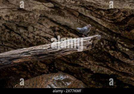 Ein amerikanischer Dipper (Cinclus mexicanus) auf einem Baumstamm im Crazy Woman Creek Canyon in den Bighorn Mountains in Wyoming. Stockfoto