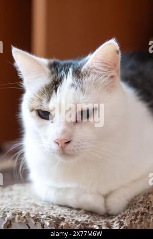 Eine Hauskatze aus der Familie Felidae liegt auf einem Kratzbaum. Seine Barthaare zucken, während er Vögel aus dem Fenster sieht Stockfoto