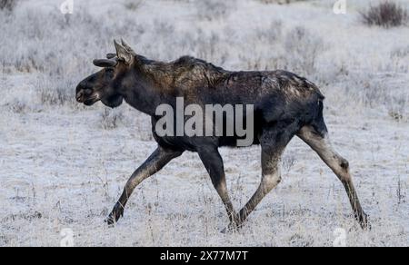 Ein Elch (Alces alces) in der Nähe des Soda Butte Creek im Yellowstone National Park. Stockfoto