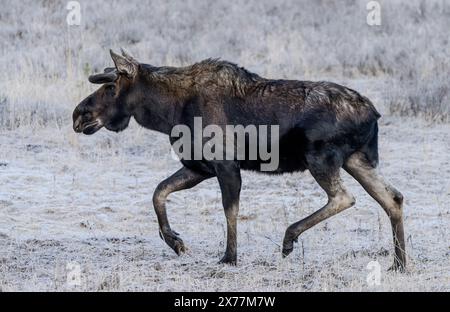 Ein Elch (Alces alces) in der Nähe des Soda Butte Creek im Yellowstone National Park. Stockfoto