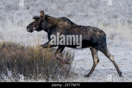 Ein Elch (Alces alces) in der Nähe des Soda Butte Creek im Yellowstone National Park. Stockfoto