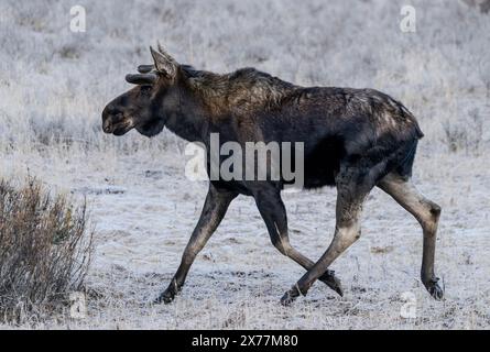 Ein Elch (Alces alces) in der Nähe des Soda Butte Creek im Yellowstone National Park. Stockfoto