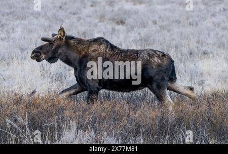 Ein Elch (Alces alces) in der Nähe des Soda Butte Creek im Yellowstone National Park. Stockfoto