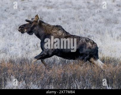 Ein Elch (Alces alces) in der Nähe des Soda Butte Creek im Yellowstone National Park. Stockfoto