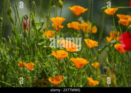 California Poppy seine Blüten sind groß und einsam mit vier gelben oder orangen Blüten mit einem dunklen Fleck an der Basis, und seine Sepalen sind verschweißt Stockfoto