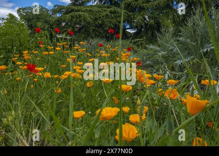 Kalifornisches Mohn scheint kein Suchtrisiko und keine Toxizität zu haben; es besteht eine Ähnlichkeit zwischen Protopin und Morphin. Es hat keine negativen Auswirkungen, aber c Stockfoto