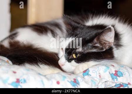 Eine Hauskatze mit schwarzem und weißem Fell liegt auf einem bequemen Bett und zeigt ihre Schnurrhaare und ihre kleine bis mittelgroße Größe Stockfoto