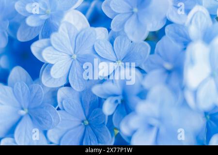 Hintergrund der weichen blauen Blüten der Hortensie macrophylla oder der Hortensie-Nahaufnahme. Geringe Schärfentiefe für ein weiches, traumhaftes Tragegefühl. Stockfoto