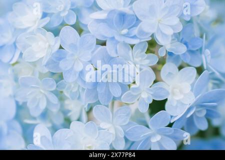 Hintergrund der weichen blauen Blüten der Hortensie macrophylla oder der Hortensie-Nahaufnahme. Geringe Schärfentiefe für ein weiches, traumhaftes Tragegefühl. Stockfoto