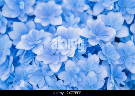 Hintergrund der weichen blauen Blüten der Hortensie macrophylla oder der Hortensie-Nahaufnahme. Geringe Schärfentiefe für ein weiches, traumhaftes Tragegefühl. Stockfoto