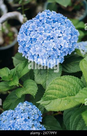 Blühende Sorte bigleaf Hortensie (Hydrangea macrophylla 'Endless Summer') im Sommergarten Stockfoto