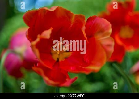 Rot verblichende, schicke Tulpenblüte aus nächster Nähe Stockfoto