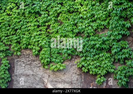 Grüne Fassade, Öko-Haus. Mit Ivy überdachtes Gebäude. Weinrebe auf der Fassade Haus bedeckt wilde Trauben. Stockfoto