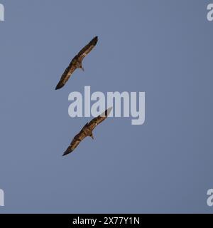 Ein Paar Gänsegeier schweben in einem klaren blauen Himmel über der Wüste Negev in Israel. Stockfoto