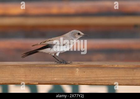 Ein Schwarzstartvogel wird in einem von Menschen bewohnten Gebiet der Negev-Wüste, Israel, auf der Suche nach Nahrungsmitteln gesehen. Stockfoto