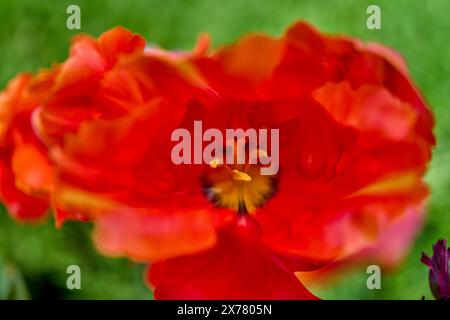 Rot verblichende, schicke Tulpenblüte aus nächster Nähe Stockfoto