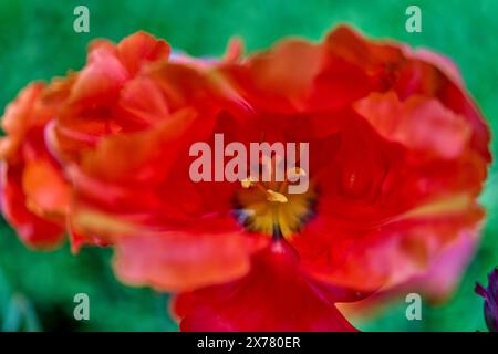 Rot verblichende, schicke Tulpenblüte aus nächster Nähe Stockfoto