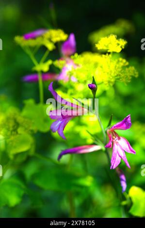 Leuchtend rosa Frühlingsblumen von Gladiolus communis subsp. Byzantinus, der gegen euphorbia im britischen Garten im Mai angebaut wird Stockfoto