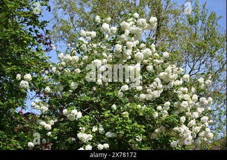 Weiße Frühlingsblumen des Schneeballbaums Viburnum opulus „Roseum“, der vor verwinkelten Weiden und Liquidamberbäumen wächst Stockfoto