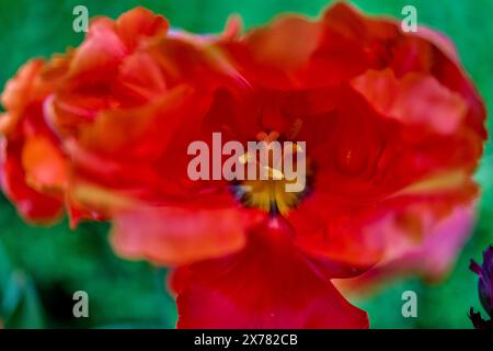 Rot verblichende, schicke Tulpenblüte aus nächster Nähe Stockfoto