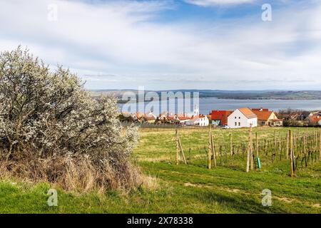 Das Dorf Pawlow mit Weinbergen über dem Nove Mlyny Stausee in Südmähren, Tschechien, Europa. Stockfoto