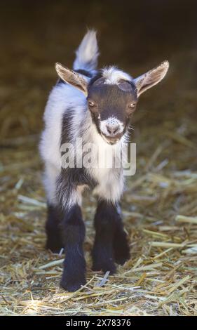 Kurioses 10-Tage-altes Pigmy Goat Kid in einem Tierhalter. Stockfoto