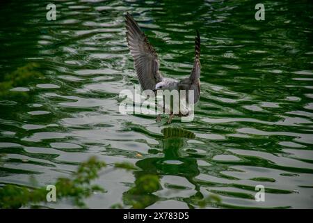 Möwen fliegen über den See. Möwen spielen im Meer, fliegen ab, schwimmen. Stockfoto