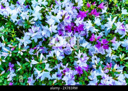 Eine Hintergrundillustration von weißen und violetten Blumen in Seattle, Washington. Stockfoto