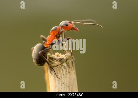 Eine Ameise klettert einen Grashalm neben einem Ameisenhügel auf und ab. Stockfoto