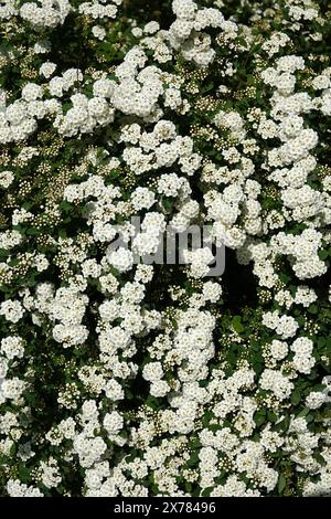 Spiraea Wangutta blüht im Sommer blühende Buschgruppen kleiner Blüten im Frühling Stockfoto