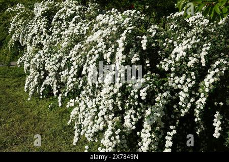 Spiraea Wangutta blüht im Sommer blühende Buschgruppen kleiner Blüten im Frühling Stockfoto