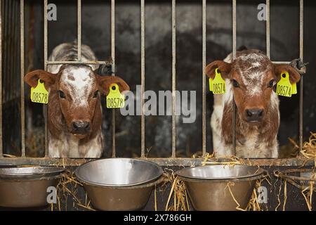 Charmante Kälber auf einem modernen Bauernhof in Dänemark Stockfoto