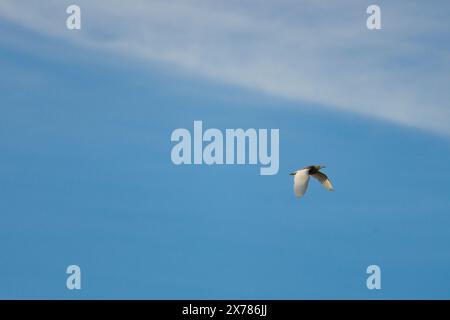 Minimalistisches Foto von Krabbenreiher, Ardeola ralloides, mit blauem Himmel und Wolken Hintergrund im El Hondo Naturpark, Spanien Stockfoto