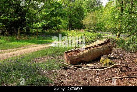 English woodland scene in Spring with Bluebells growing amongst the grass and a sawn tree trunk on the ground Stockfoto