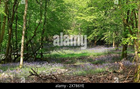 Englische Waldlichtung im Frühling mit Blauglocken, die zwischen dem Gras wachsen Stockfoto