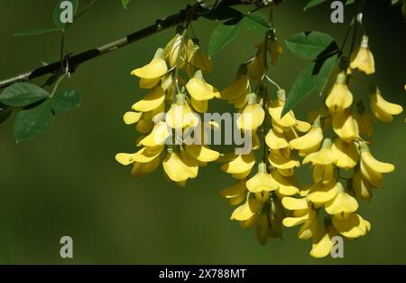 Blumen Bobovnik anagyriformes oder anagyrofolia oder Golden Shower blühen im Frühjahr und Sommer Stockfoto