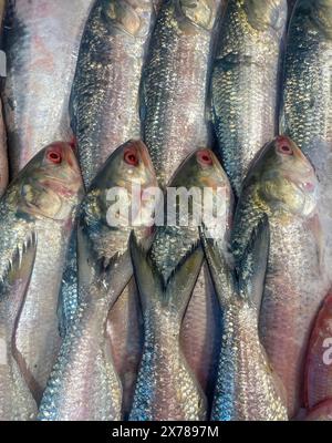 Haufen frischer Ilish-Fische. Dieses Foto wurde aus bangladesch aufgenommen. Stockfoto