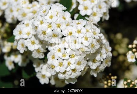 Spiraea Wangutta blüht im Sommer blühende Buschgruppen kleiner Blüten im Frühling Stockfoto